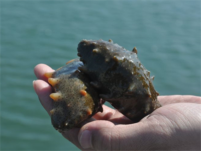 海参蟹黄鸡蛋的做法 海参蟹黄鸡蛋的做法窍门