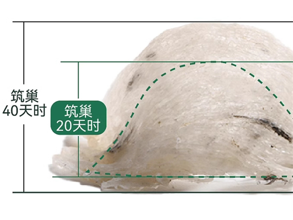 孕期应该吃燕窝还是燕窝酸，怀孕吃燕窝好